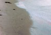 Penguin comming ashore